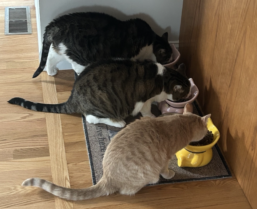 robbie-three-cats